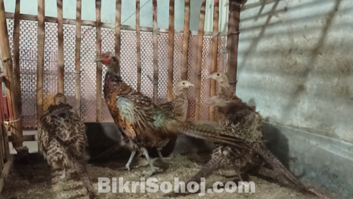 পোষা প্রাণী  রিং নেক ফ্রিজেন্ট